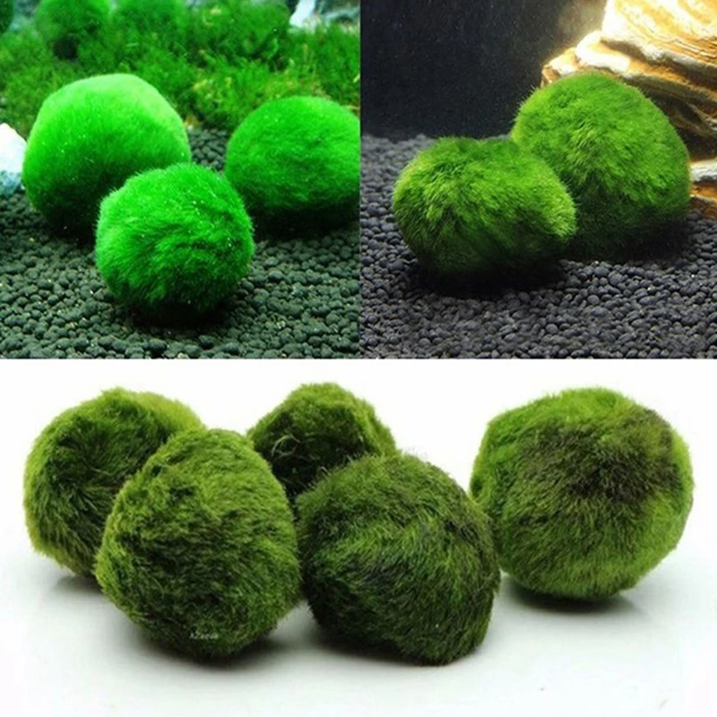 Planted Aquarium Maintenance - 1 Peça de Bolas de Musgo