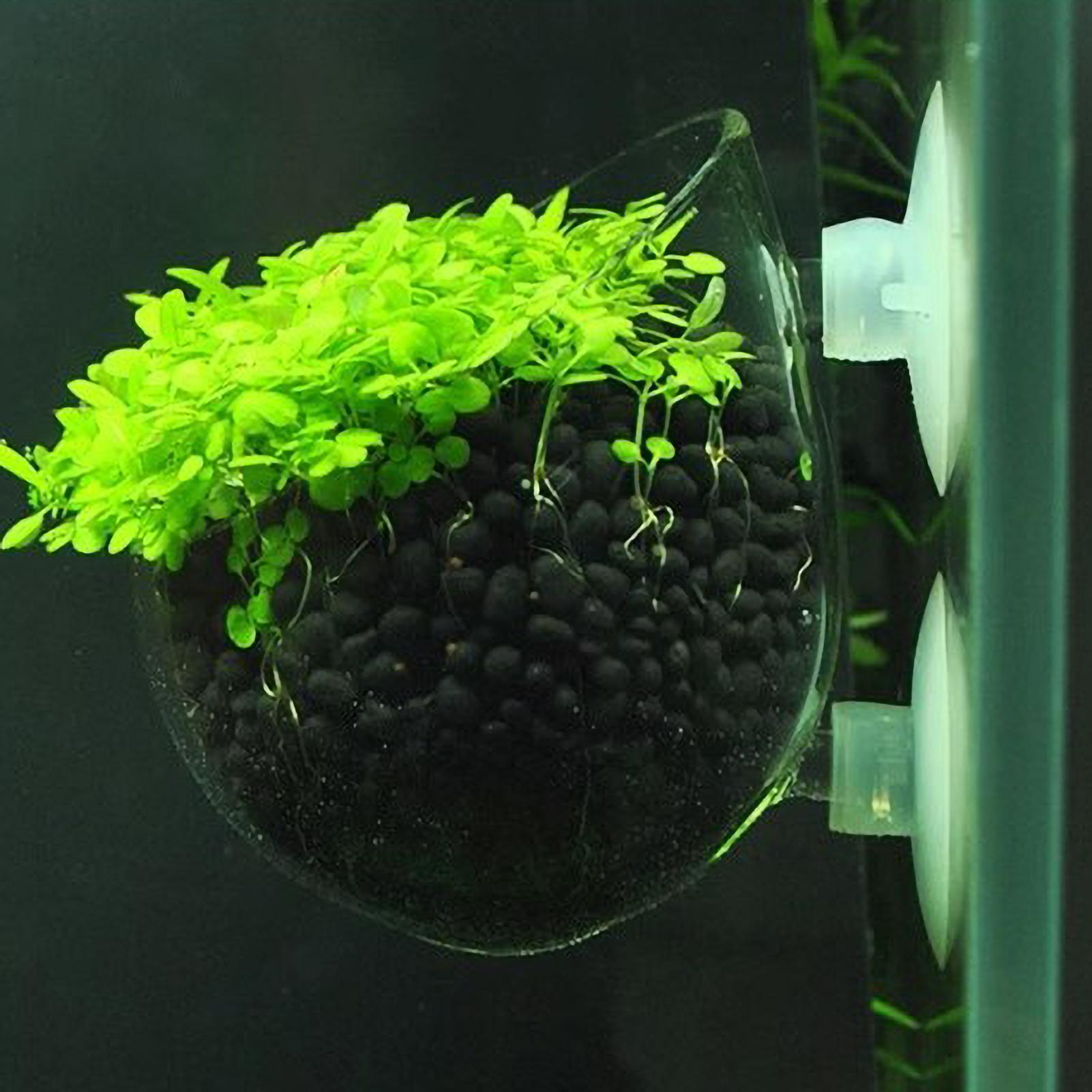 Aquarium Plant Live - Suporte de Plantas para Aquário, Vaso
