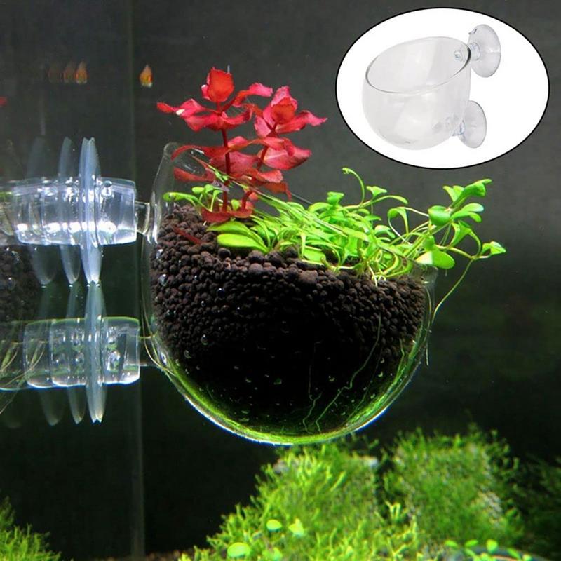 Aquarium Plant Seeds - Aquário Vidro Planta Vaso com Otários,