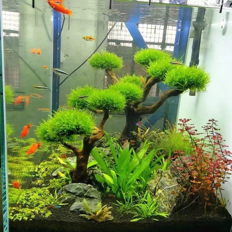 Planted Aquarium Moss - Quadro De Madeira Decorativa Para A