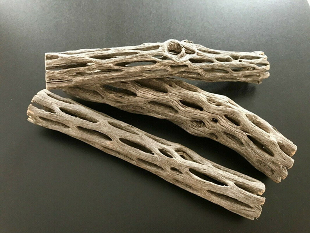 Aquarium Plant Seeds - Casa de ninho de camarão de