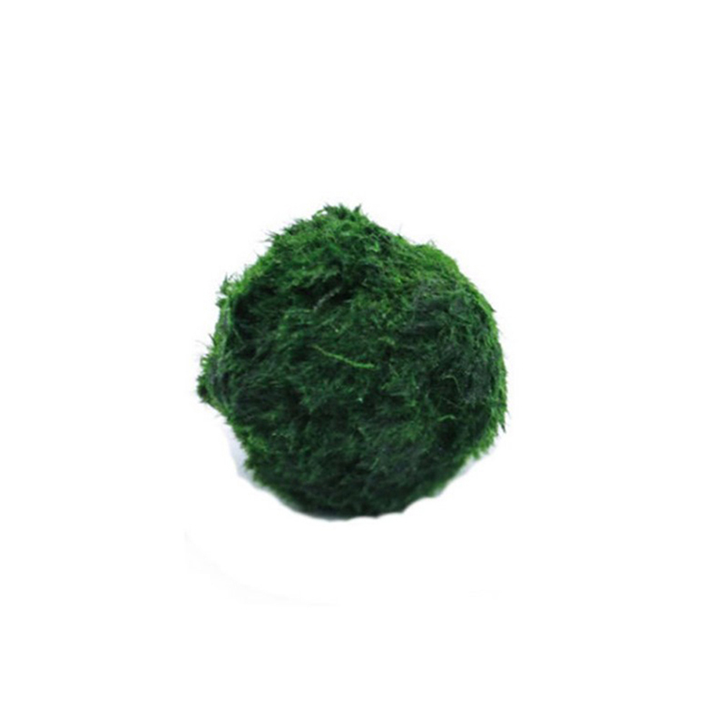 Planted Aquarium Maintenance - Bolas de Musgo Marimo Vivas 3-4cm,
