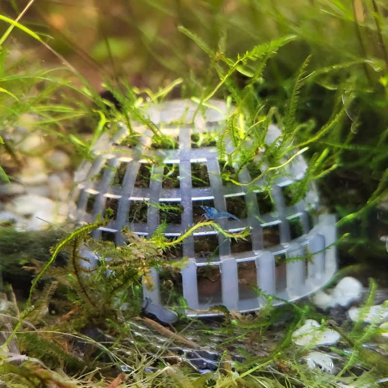 Planted Aquarium Models - Suporte de bola de musgo para