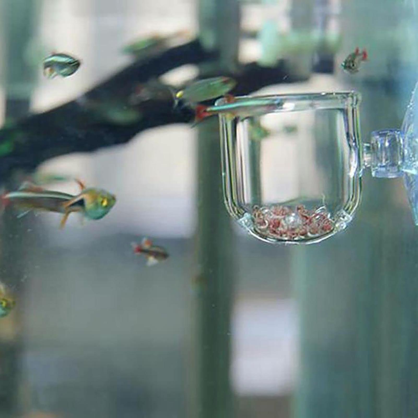 Vaso de vidro para plantas de  - Aquarium Plant Seeds avaliação e preço