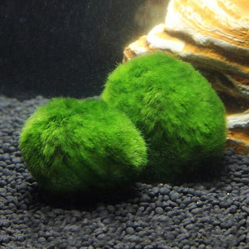 1 Peça de Bolas de Musgo de 3- - Planted Aquarium Maintenance avaliação e preço