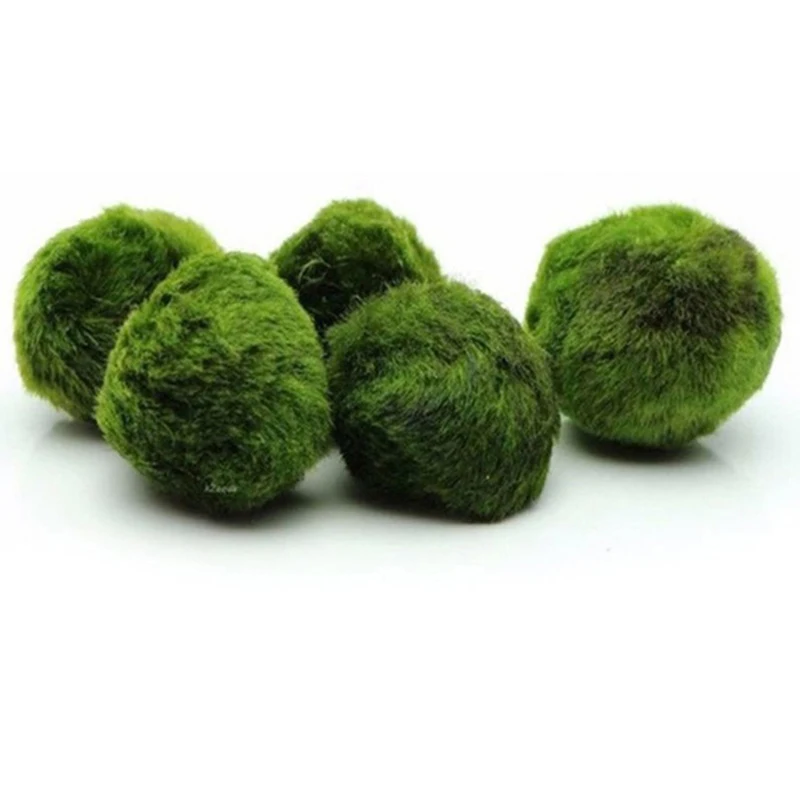 1 Peça de Bolas de Musgo de 3- - Planted Aquarium Maintenance avaliação e preço