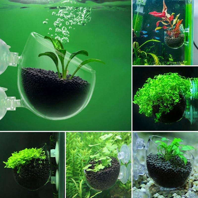 Vaso de vidro para plantas de  - Aquarium Plant Seeds avaliação e preço