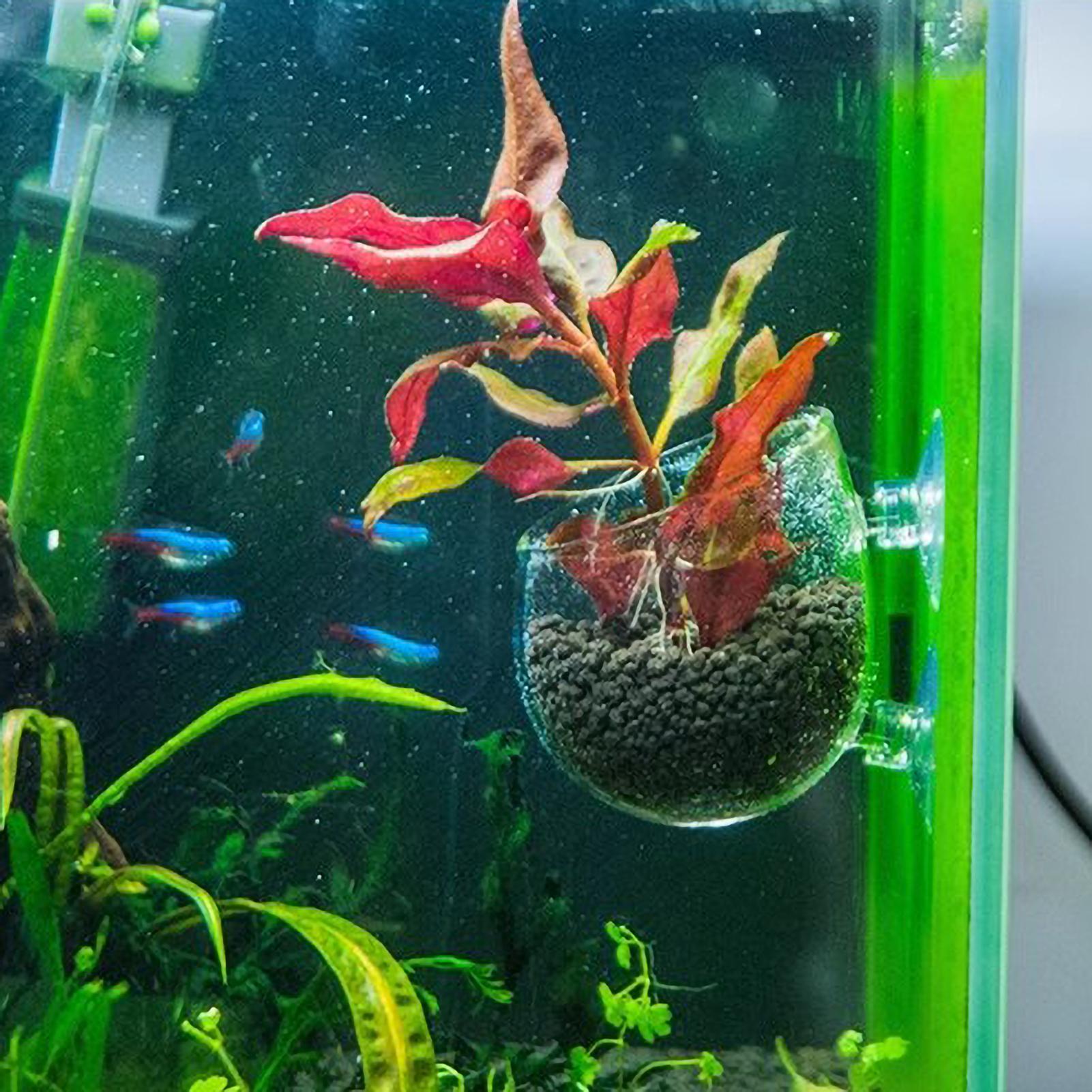 Suporte de Plantas para Aquári - Aquarium Plant Live avaliação e preço