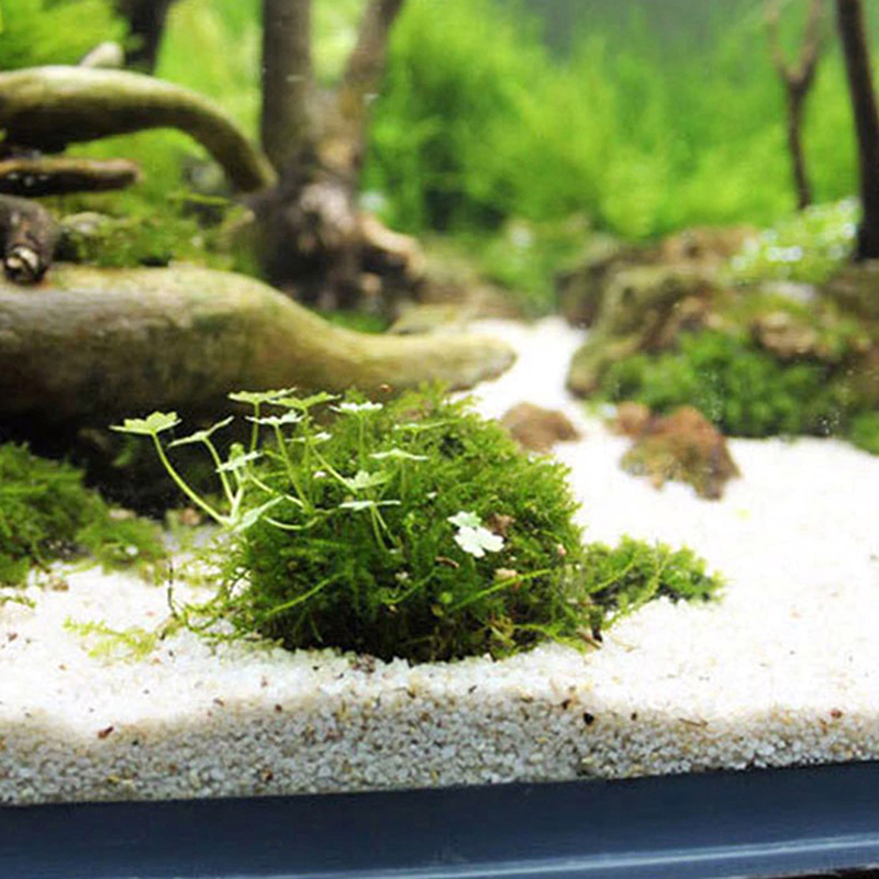 1pc aquático suprimentos para  - Planted Aquarium Models avaliação e preço