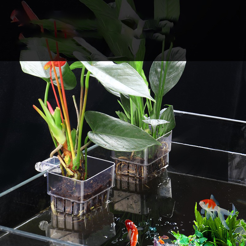 1pc cesta de plantas hidropôni - Aquarium Plant Seeds avaliação e preço