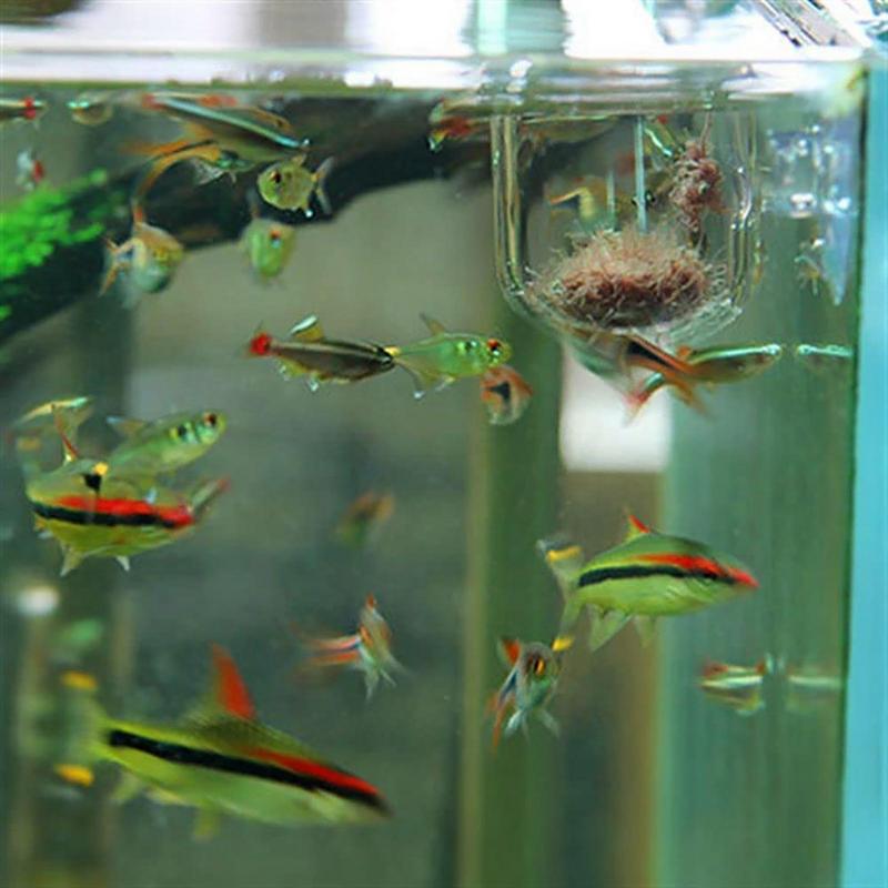 Aquário Vidro Planta Vaso com  - Aquarium Plant Seeds avaliação e preço
