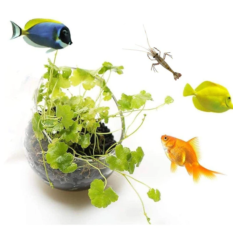 Novo vaso de plantas de aquári - Aquarium Plant Seeds avaliação e preço