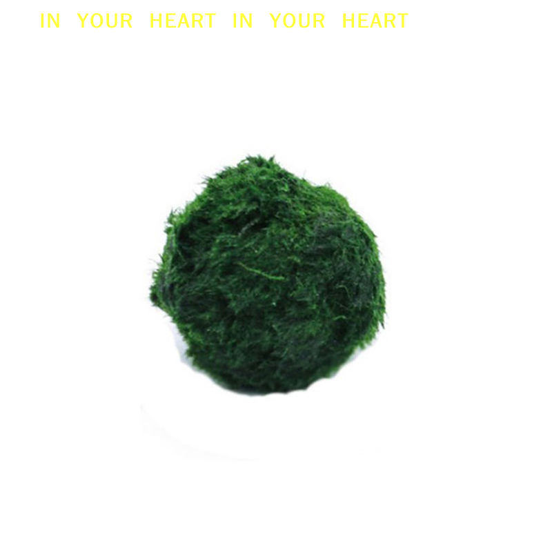 【X】Bolas de Musgo Marimo de 3- - Planted Aquarium Moss avaliação e preço