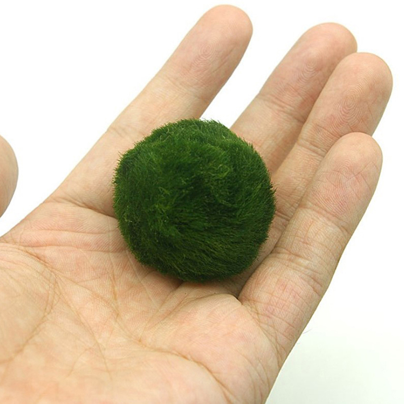 Marimo musgo bolas ao vivo aqu - Planted Aquarium Maintenance avaliação e preço