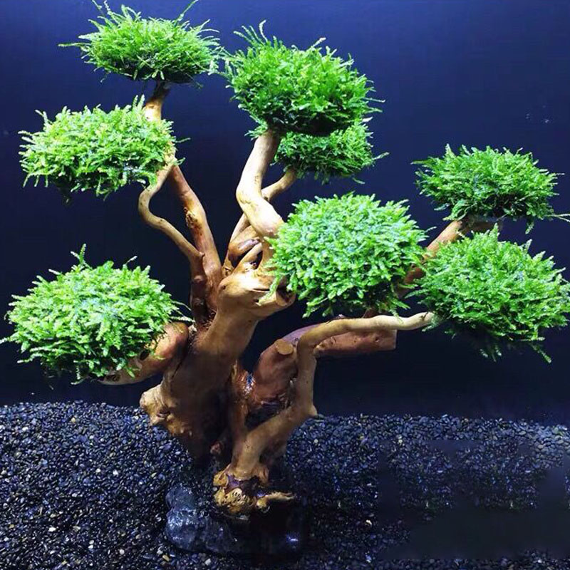 Quadro De Madeira Decorativa P - Planted Aquarium Moss avaliação e preço