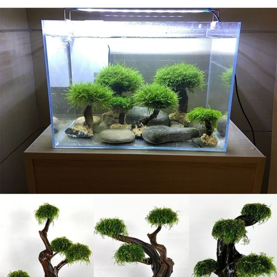 Quadro De Madeira Decorativa P - Planted Aquarium Moss avaliação e preço
