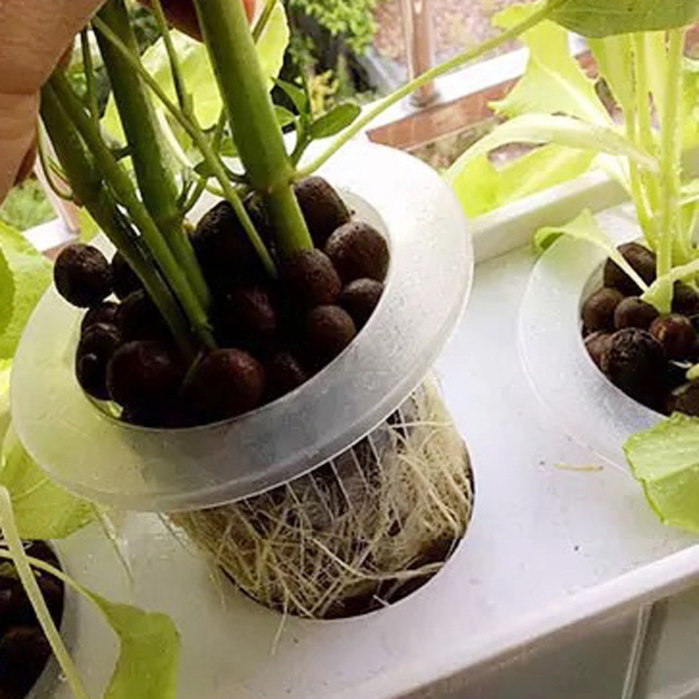 10/50 pçs suprimentos de jardi - Aquarium Plant Seeds avaliação e preço