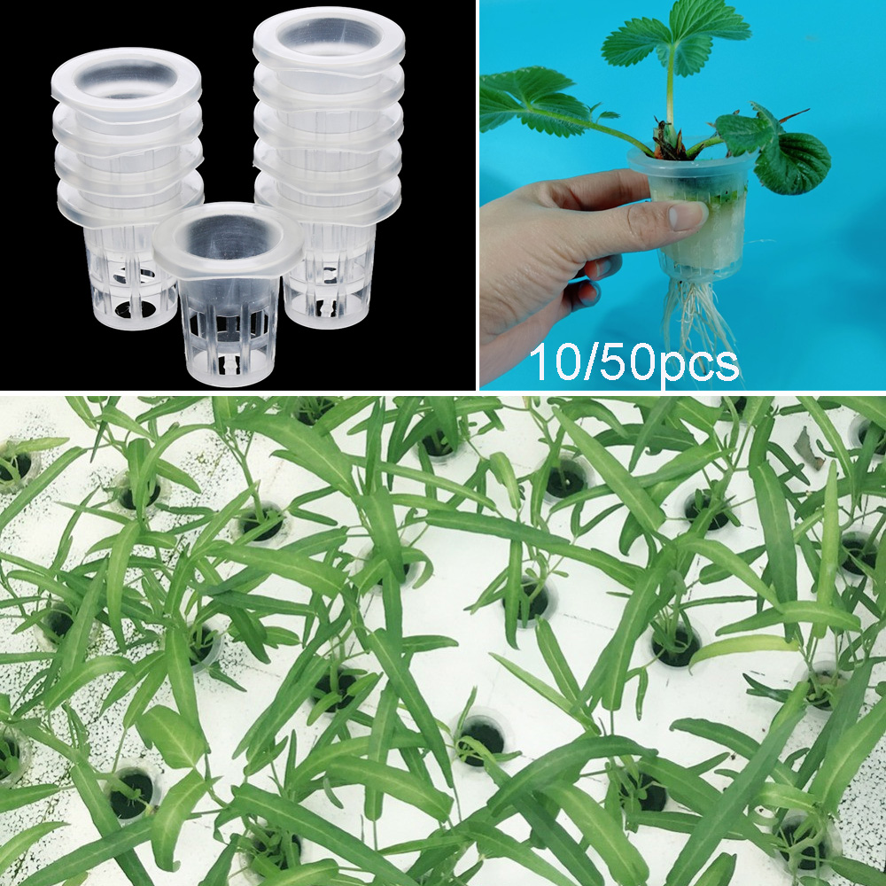 10/50 pçs suprimentos de jardi - Aquarium Plant Seeds avaliação e preço