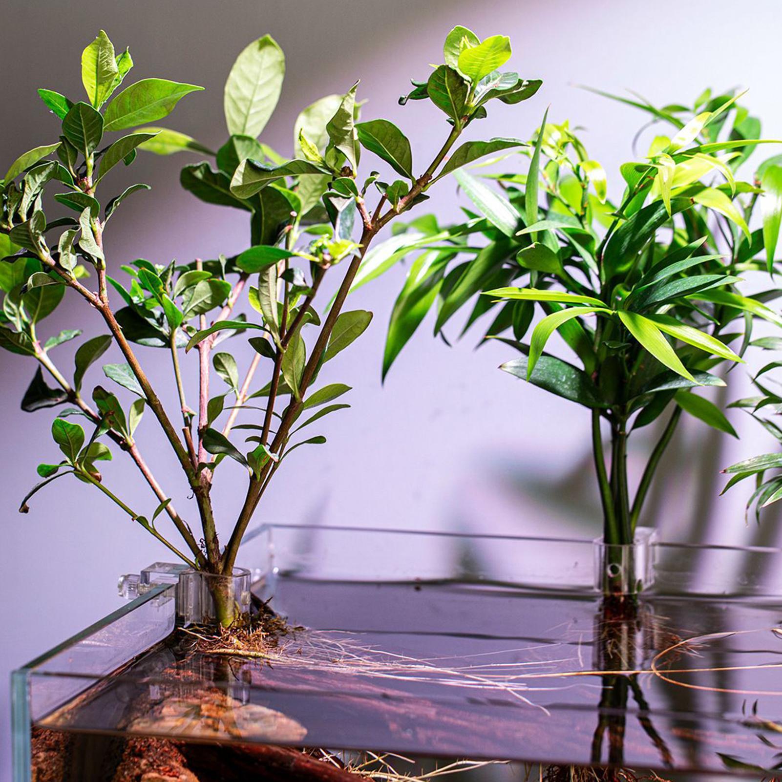 Suportes Transparentes para Pl - Aquarium Plant Live avaliação e preço
