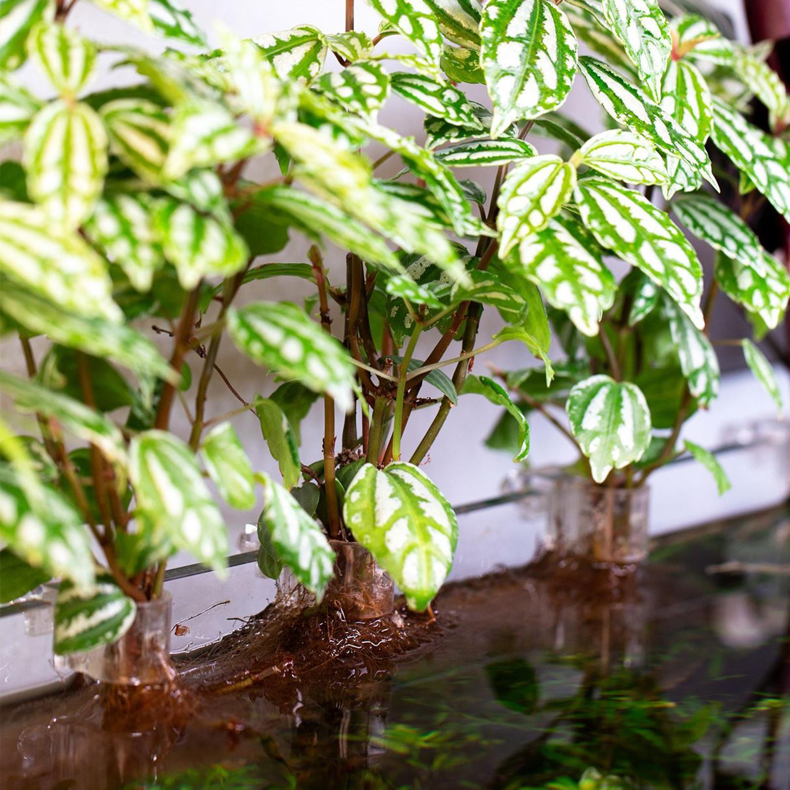 Suportes Transparentes para Pl - Aquarium Plant Live avaliação e preço