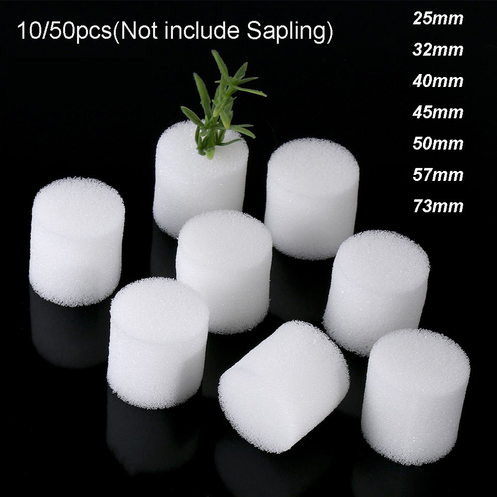 10/50 pçs durável jardim supri - Aquarium Plant Seeds avaliação e preço