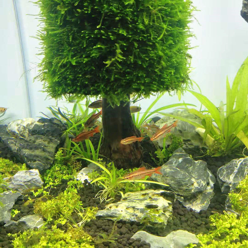 Plantas aquáticas para a decor - Aquarium Plant Seeds avaliação e preço
