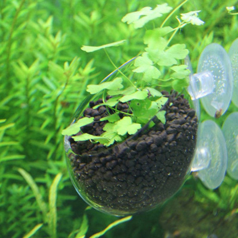 Aquário Pendurado Vaso De Plan - Aquarium Plant Seeds avaliação e preço