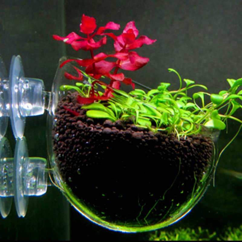 Aquário Pendurado Vaso De Plan - Aquarium Plant Seeds avaliação e preço