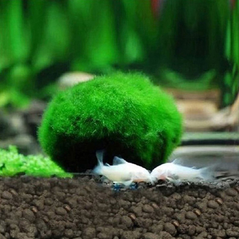 Bolas de Musgo Marimo Vivas 3- - Planted Aquarium Maintenance avaliação e preço